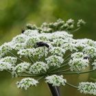 Vier Fliegen auf einen Streich