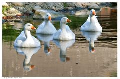 Vier Freunde beim Baden