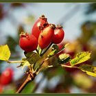 Vier Früchtchen beim Sonnenbad