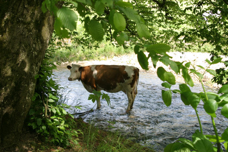 Vier Füsse nehmen ein Fussbad