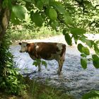 Vier Füsse nehmen ein Fussbad