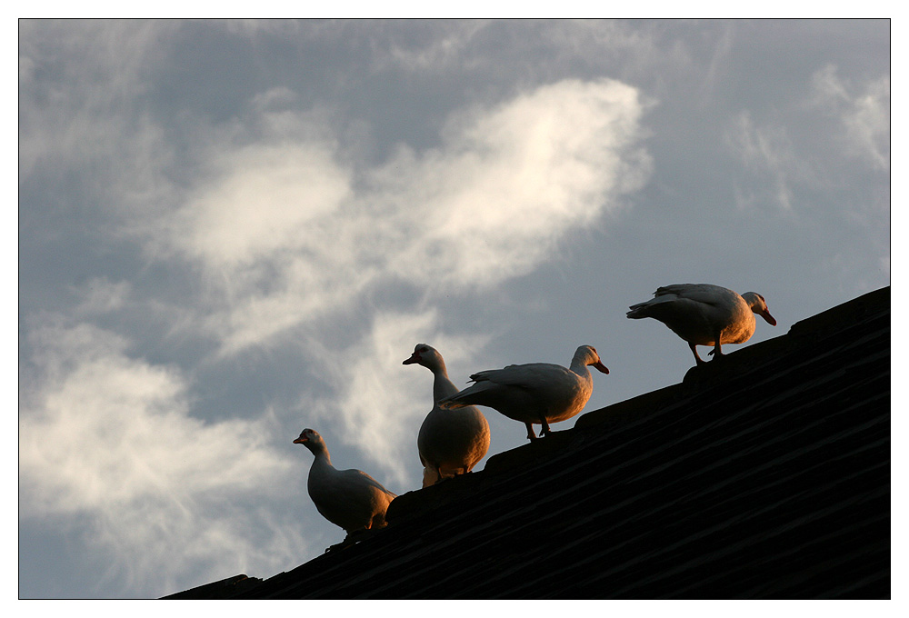 Vier Gänse auf dem Dach...