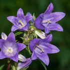 Vier Glockenblumen (Campanula)