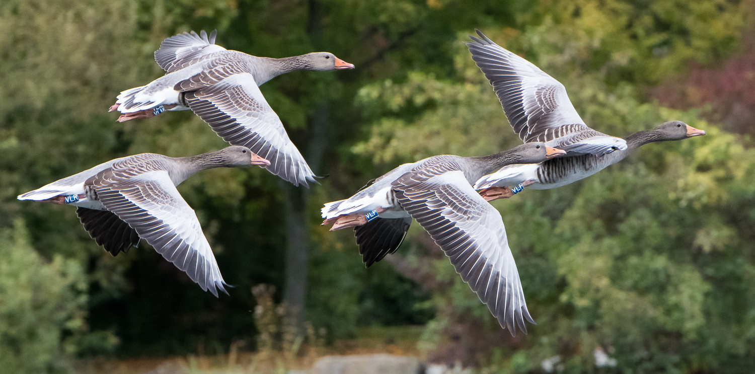 Vier Graugänse im Flug