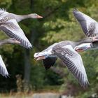 Vier Graugänse im Flug