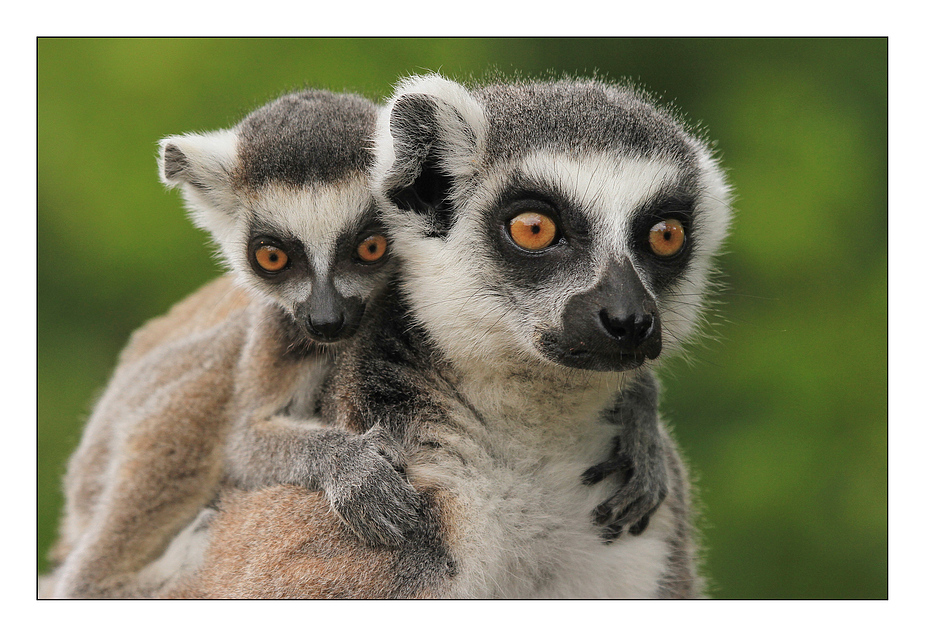 Vier Grosse Augen Foto Bild Tiere Zoo Wildpark Falknerei Saugetiere Bilder Auf Fotocommunity