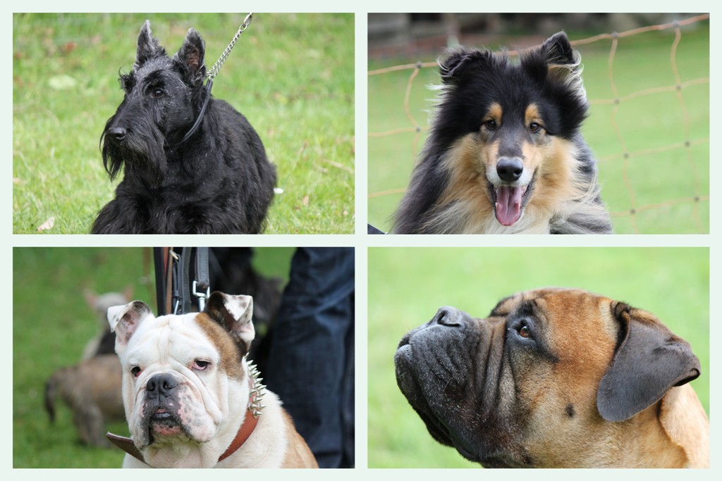 Vier Hundebesucher auf dem Landgestüt Travental