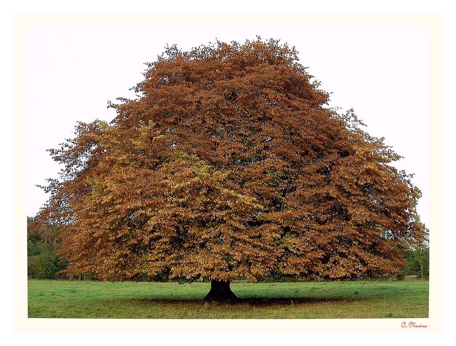 ** ** Vier -- Jahres -- Zeiten -- Baum ** **