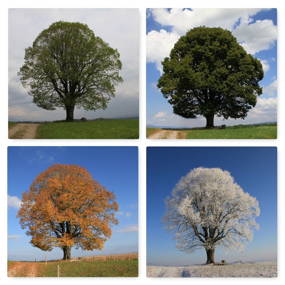 Vier Jahreszeiten Foto & Bild | jahreszeiten, sommer, winter Bilder auf