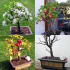 Vier Jahreszeiten Bonsai Apfel