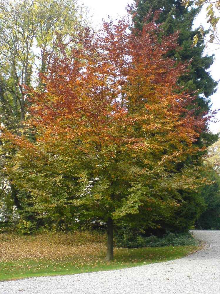 Vier Jahreszeiten ein Baum