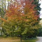 Vier Jahreszeiten ein Baum