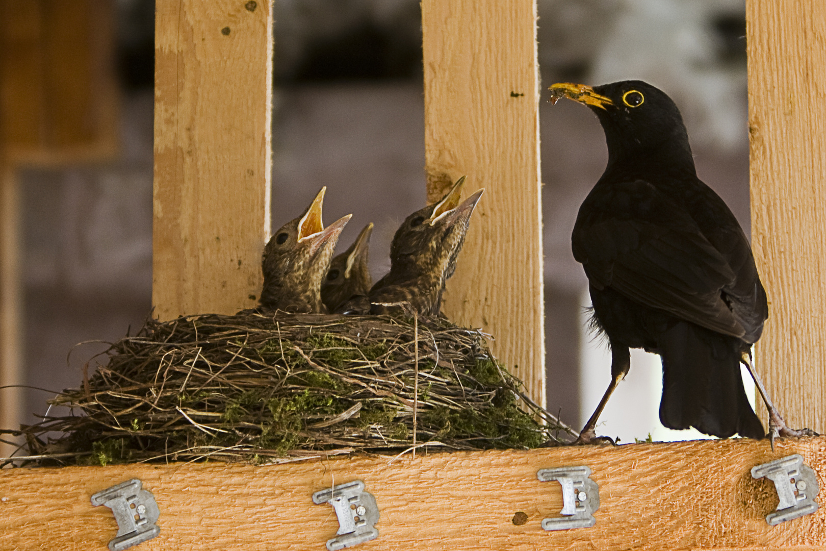 Vier junge Amseln (Turdus merula)...