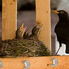 Vier junge Amseln (Turdus merula)...