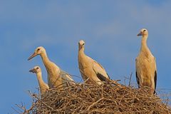 Vier Jungstörche im Abendlicht