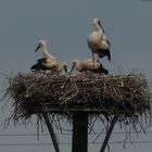 Vier Jungstörche und ein Altvogel am Tibaum in Hamm Sandbochum