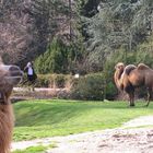Vier Kamele im Fokus des jeweiligen Betrachters