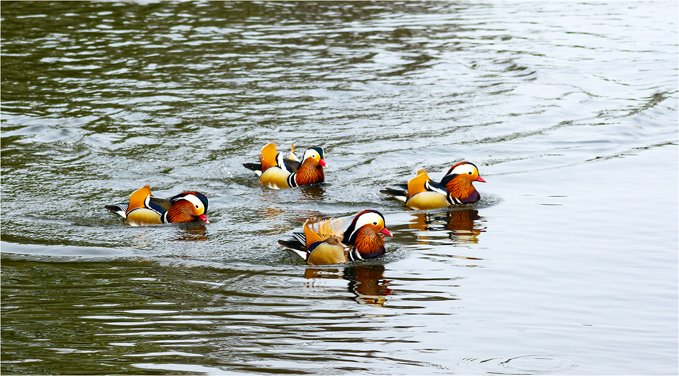 Vier Mandarin Junggesellen