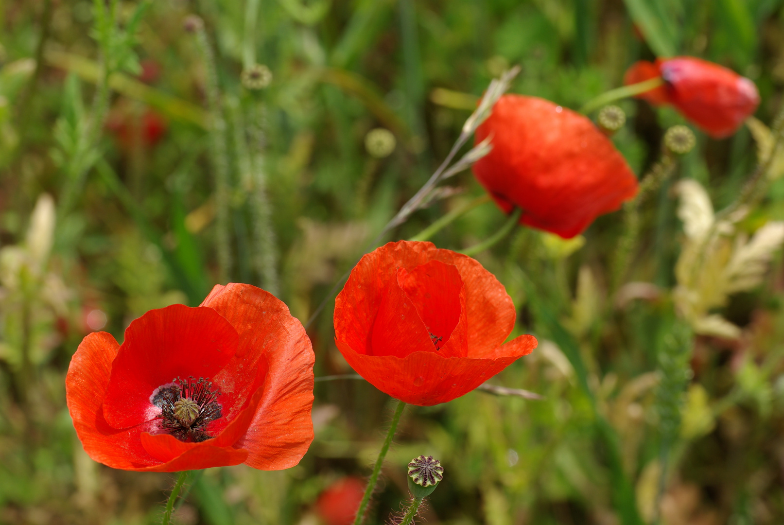 Vier Mohnblüten