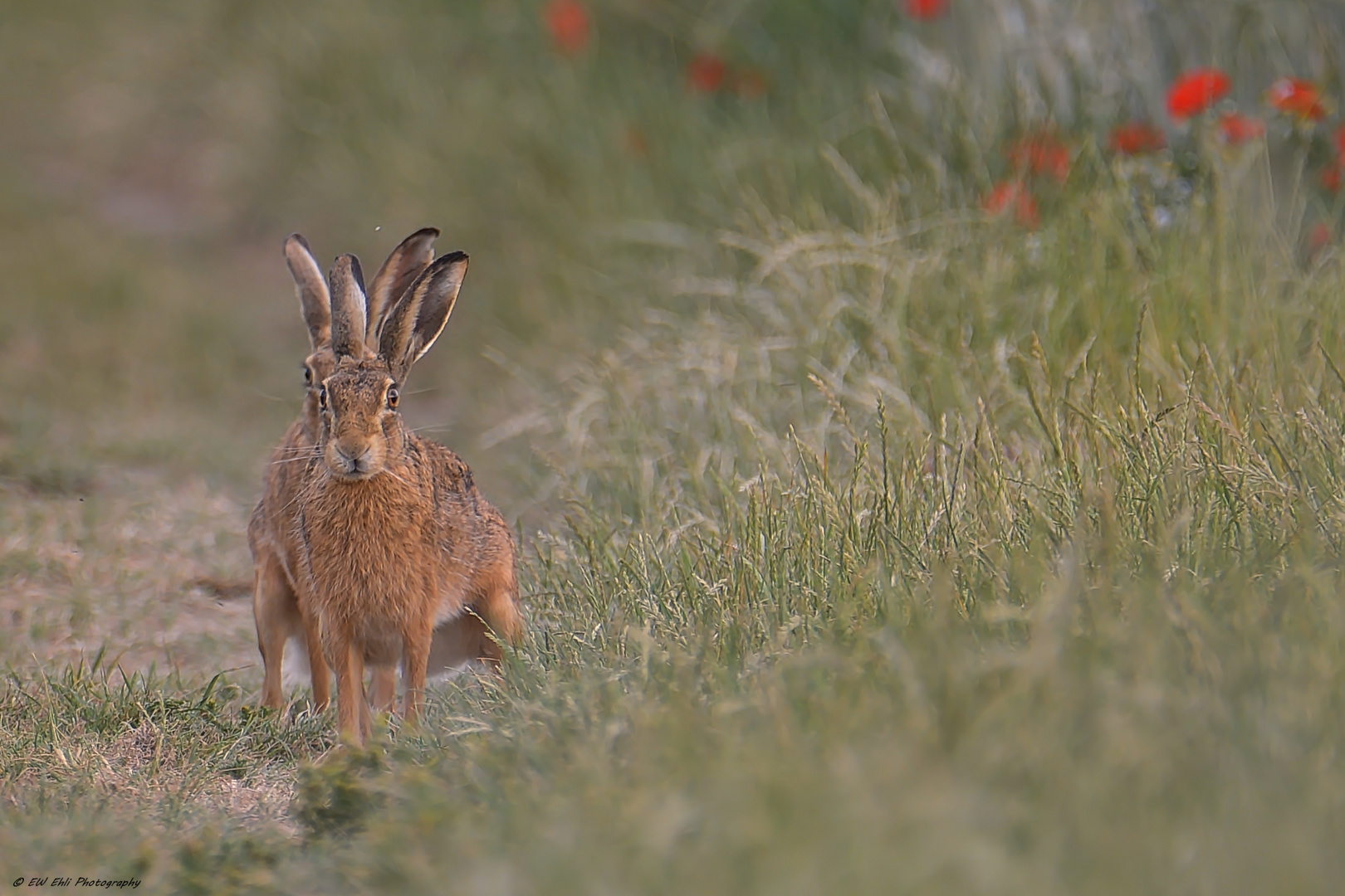 Vier -Ohr Hase (2)