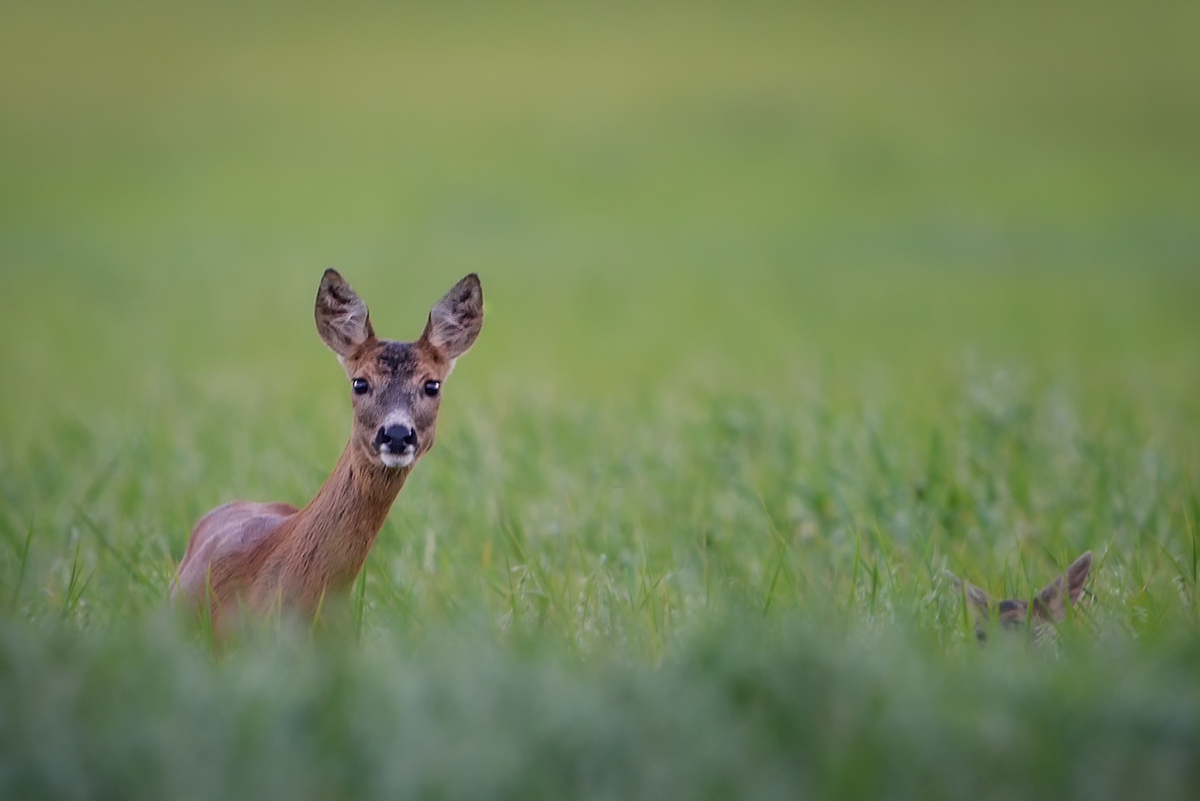 Vier Ohren im Hafer