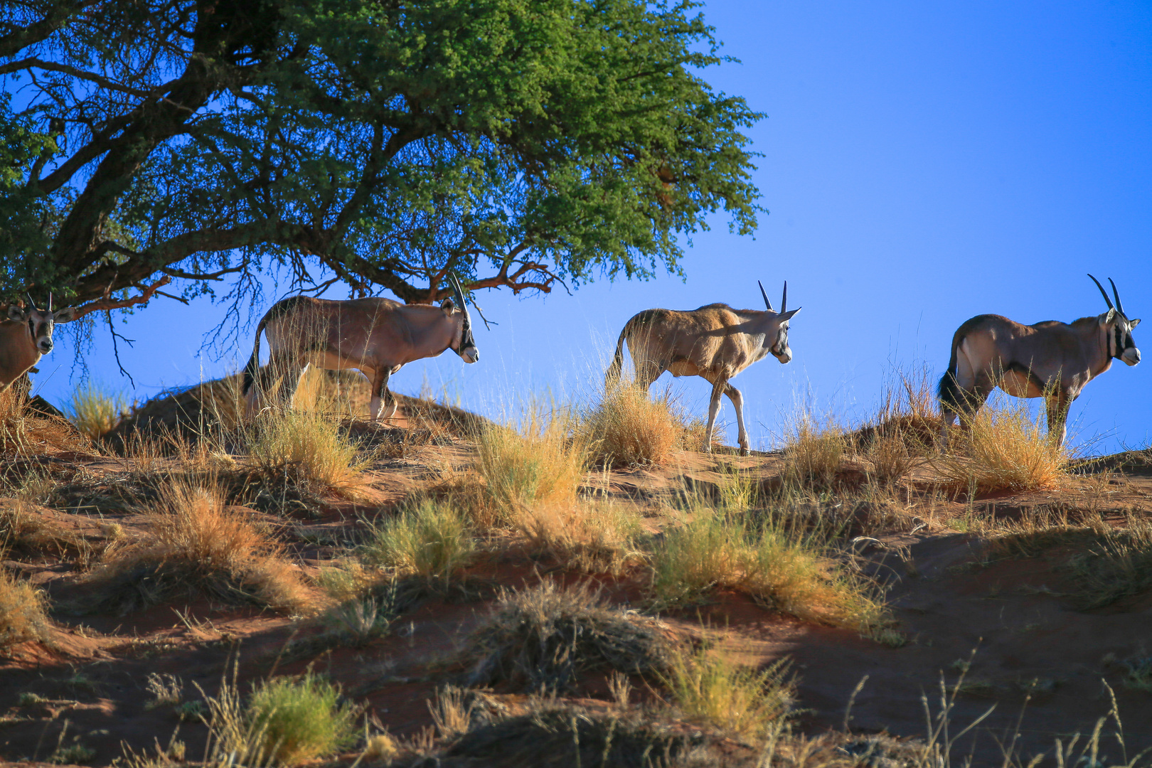 vier Oryx- Antilopen verabschieden sich in die Abendsonne-