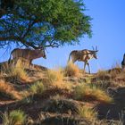 vier Oryx- Antilopen verabschieden sich in die Abendsonne-