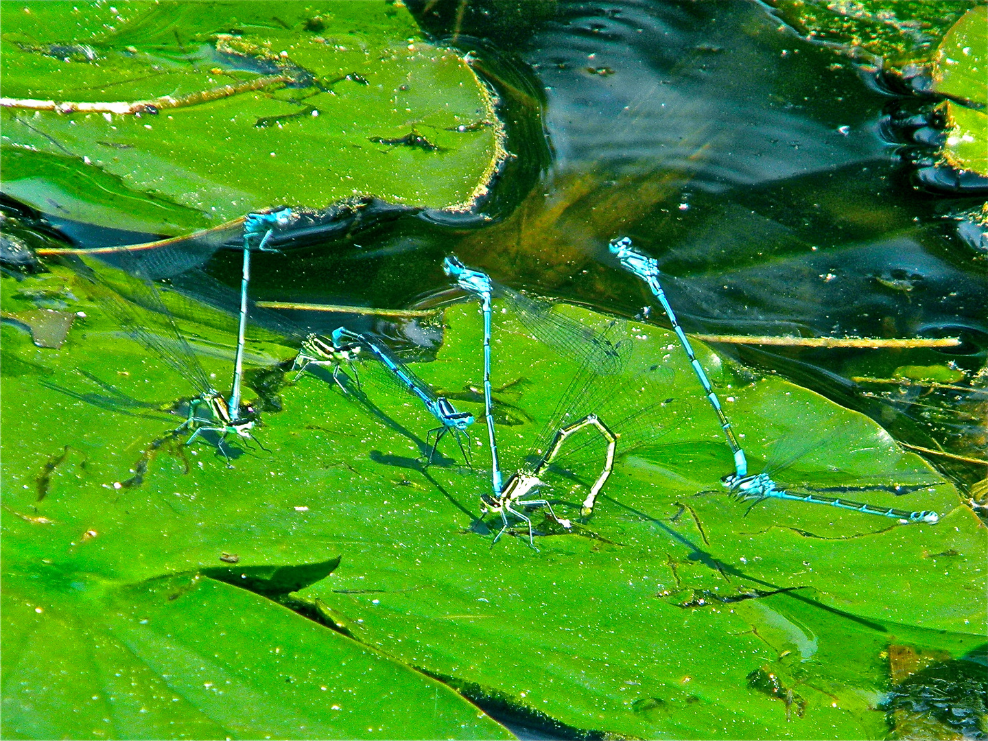 Vier Pärchen der Hufeisen-Azurjungfer (Coenagrion puella) als Tandem bei der Eiablage . . .