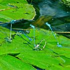 Vier Pärchen der Hufeisen-Azurjungfer (Coenagrion puella) als Tandem bei der Eiablage . . .