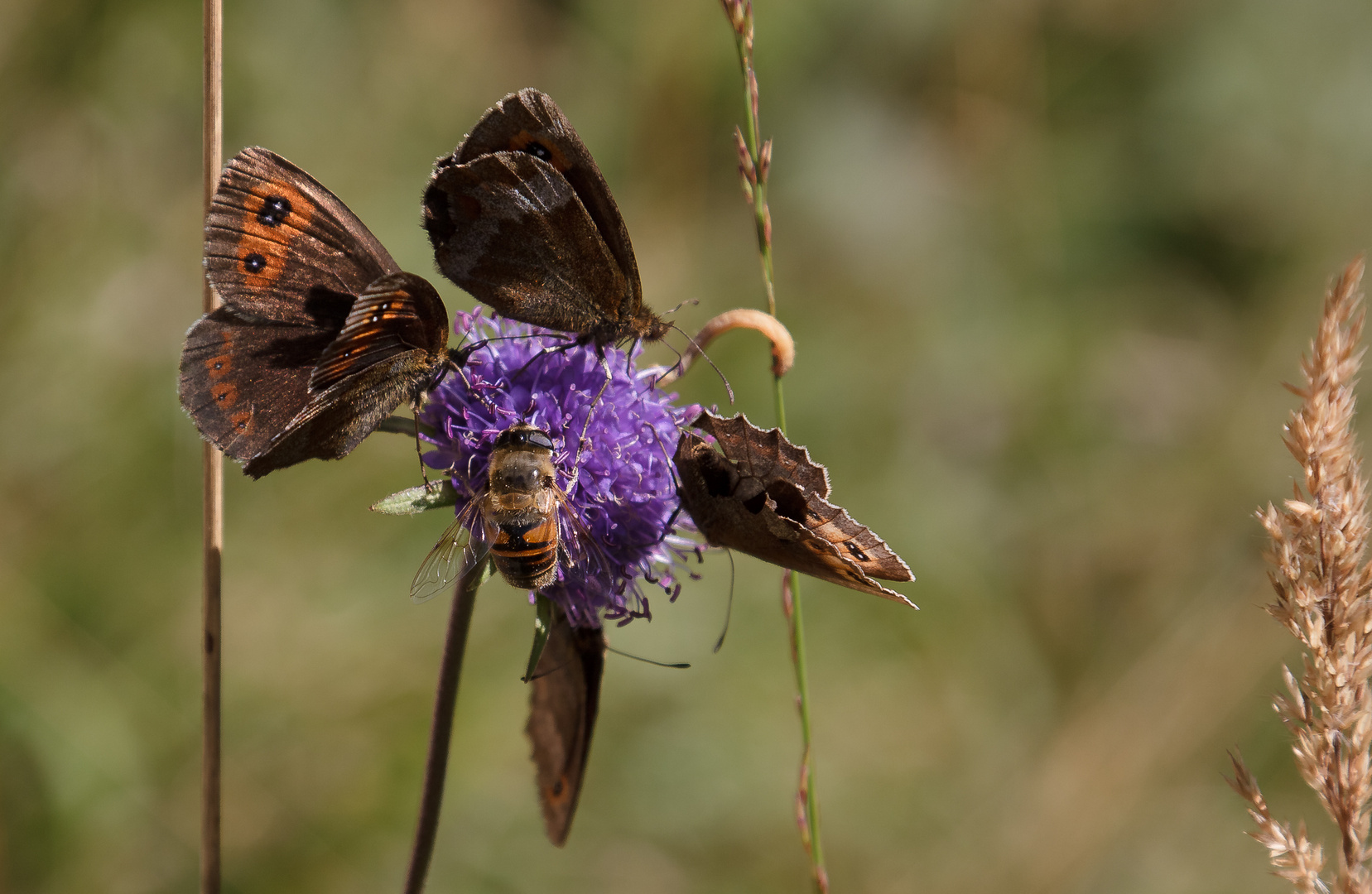 Vier Schmetterlinge und eine Biene