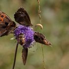 Vier Schmetterlinge und eine Biene