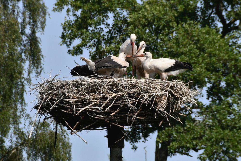 vier Schnäbel