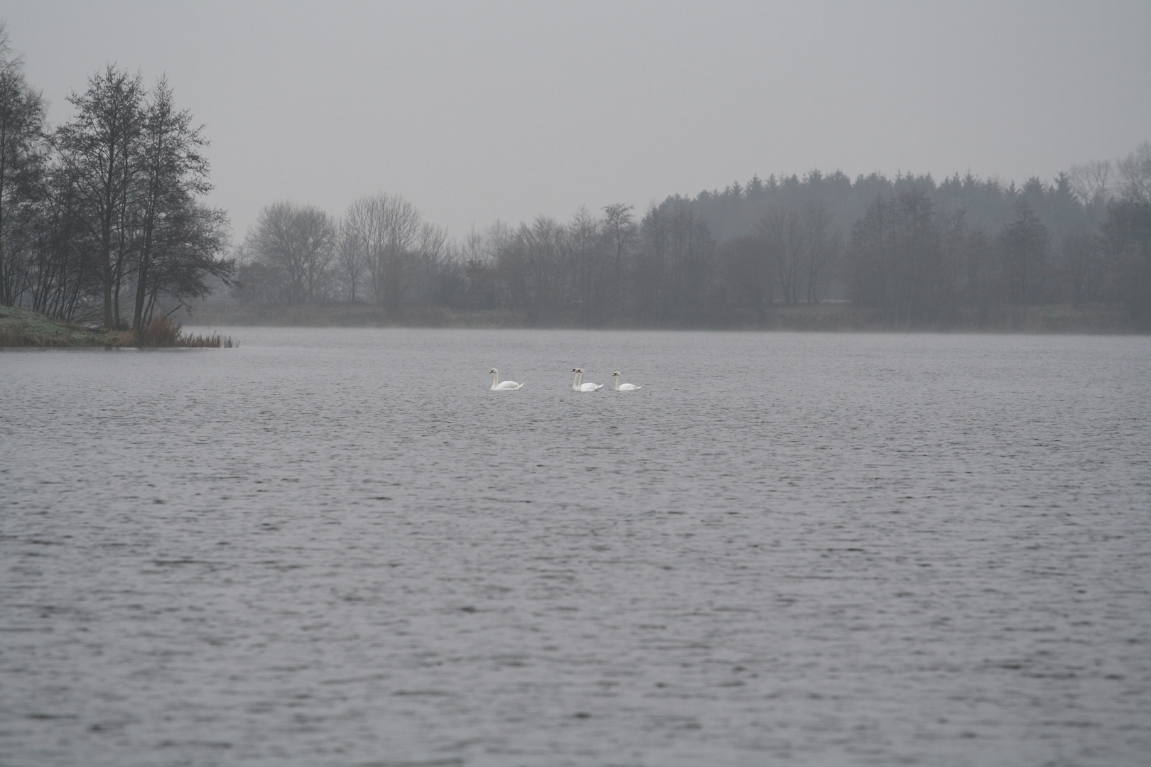 Vier Schwäne auf einem See im Spätherbst