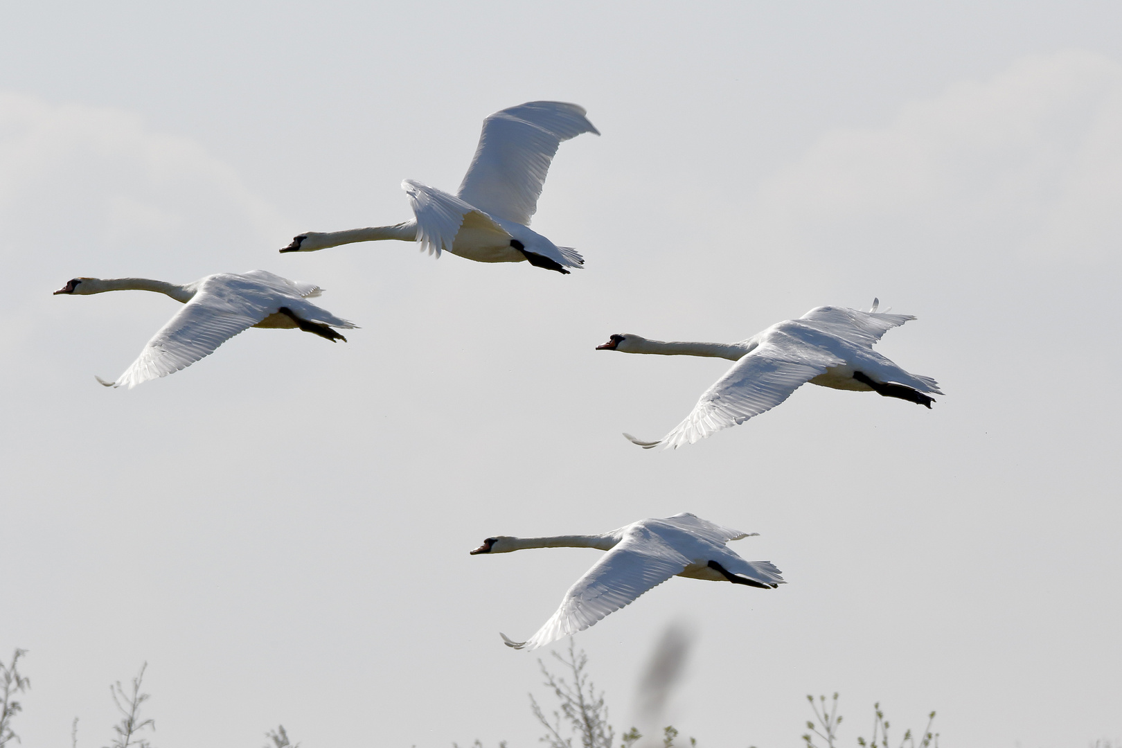 Vier Schwäne im Flug