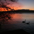 Vier schwarze Schwäne bei Sonnenaufgang