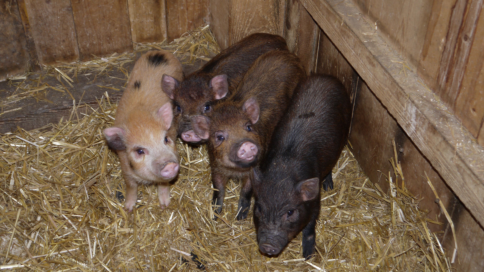 vier Schweinchen die Liebäugeln