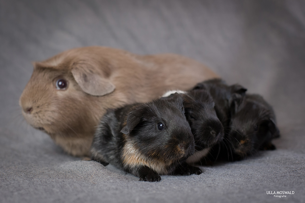 ...vier Schweinchen von den Ravensberger Bergen...