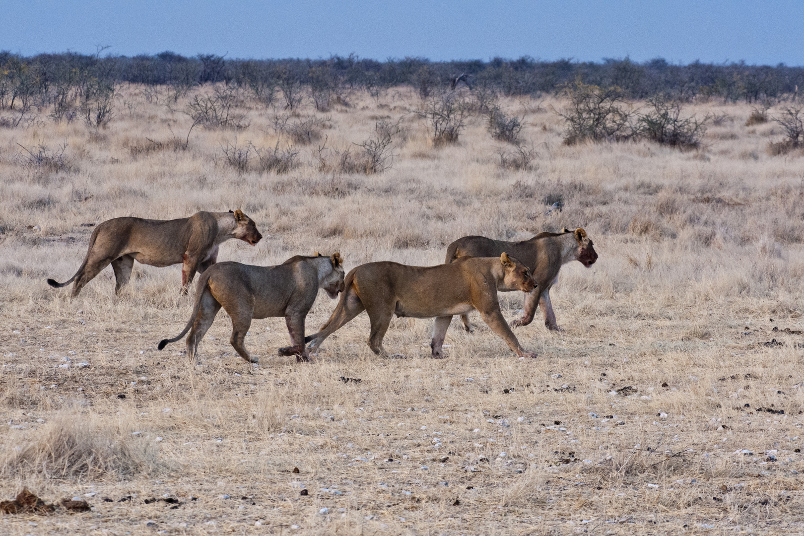 Vier Schwestern - Löwinnen im Etosha NP