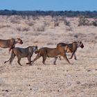 Vier Schwestern - Löwinnen im Etosha NP