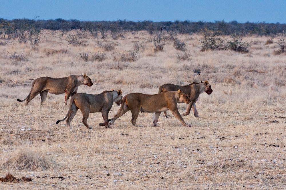 Vier Schwestern - Löwinnen im Etosha NP