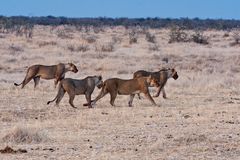 Vier Schwestern - Löwinnen im Etosha NP