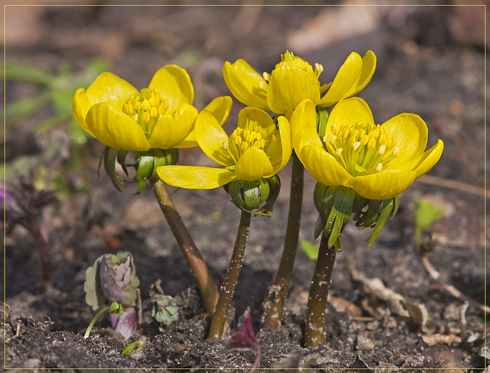 Vier Sonnenanbeter