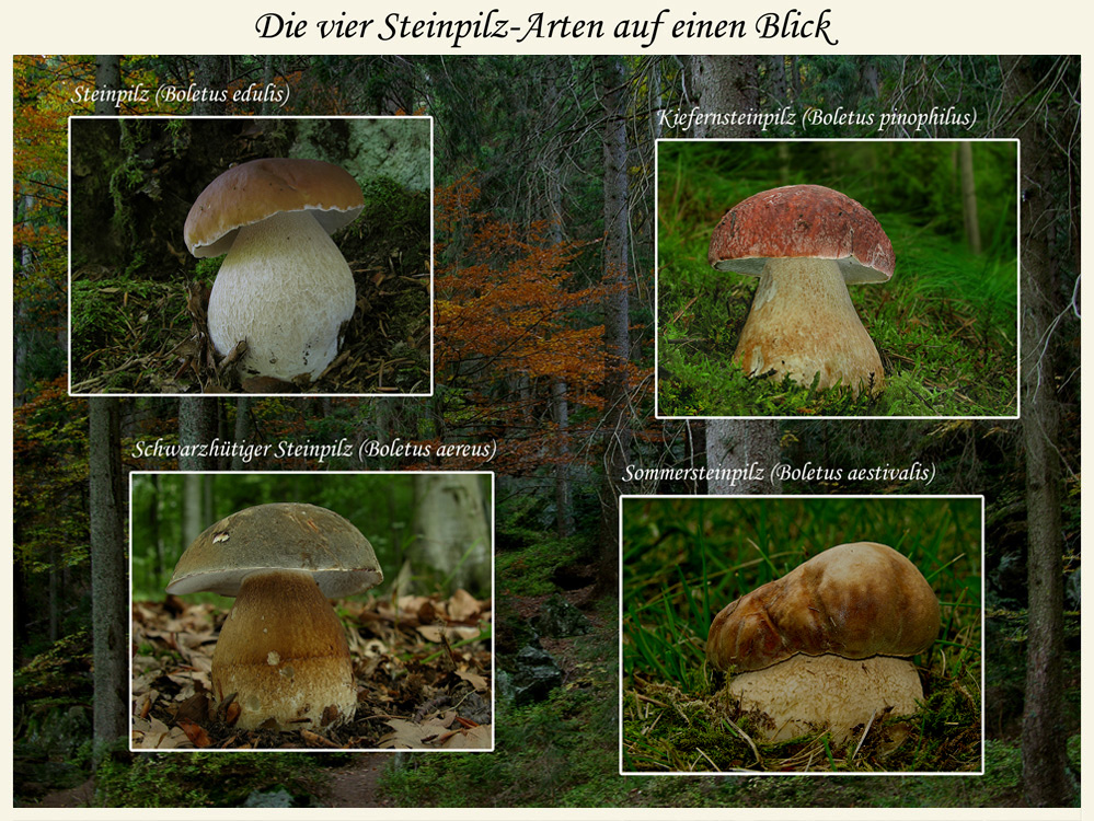 Vier Steinpilz-Arten auf einen Blick