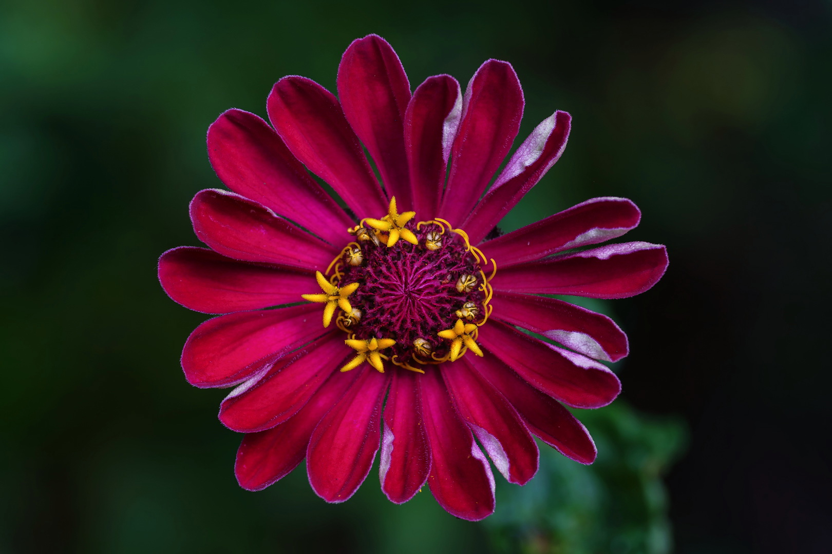 Vier Sternchen für Zinnia Peruviana