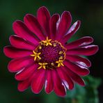 Vier Sternchen für Zinnia Peruviana