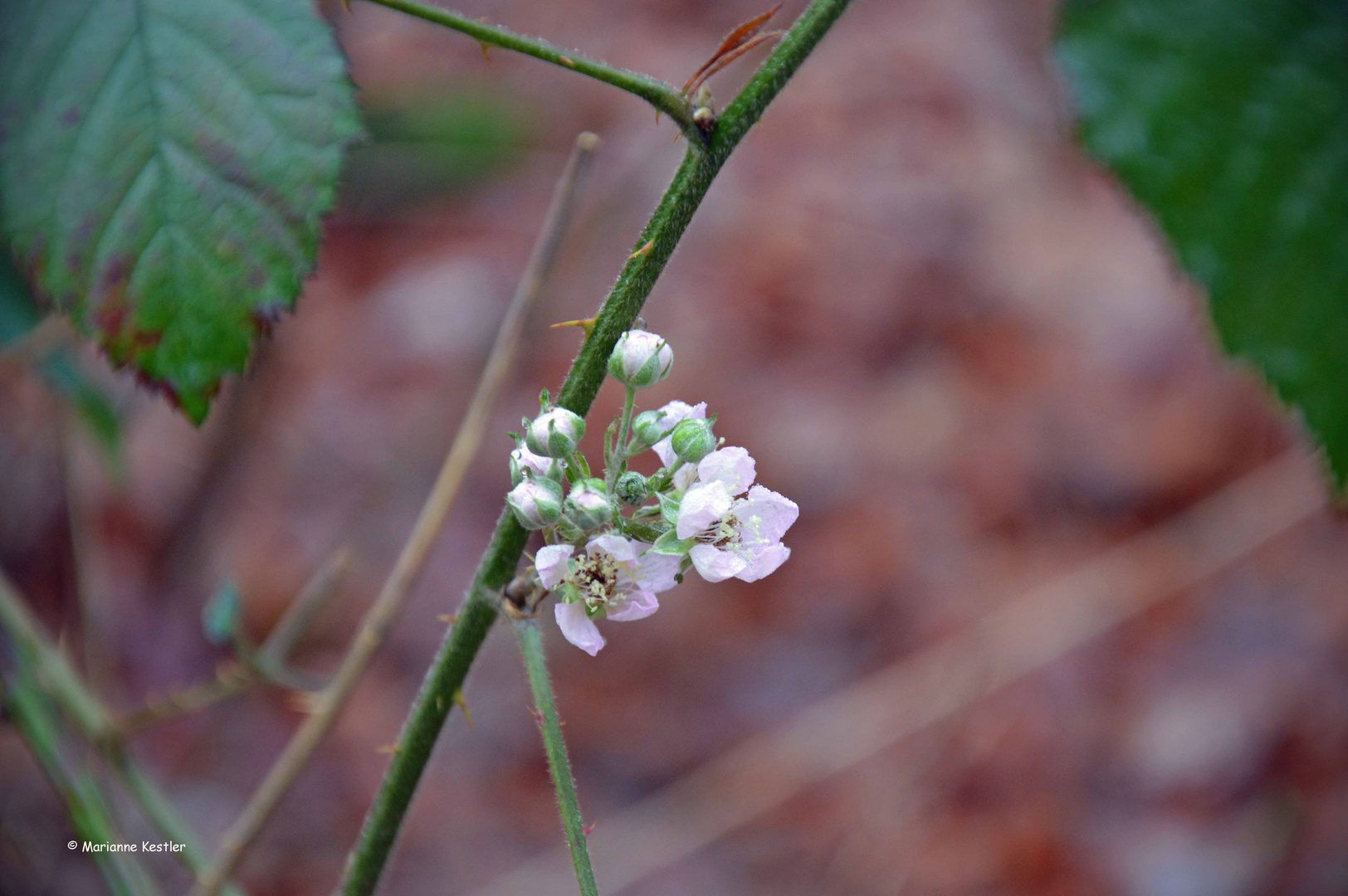 Vier Tage vor Weihnachten: Blüten