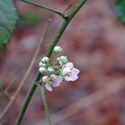 Vier Tage vor Weihnachten: Blüten