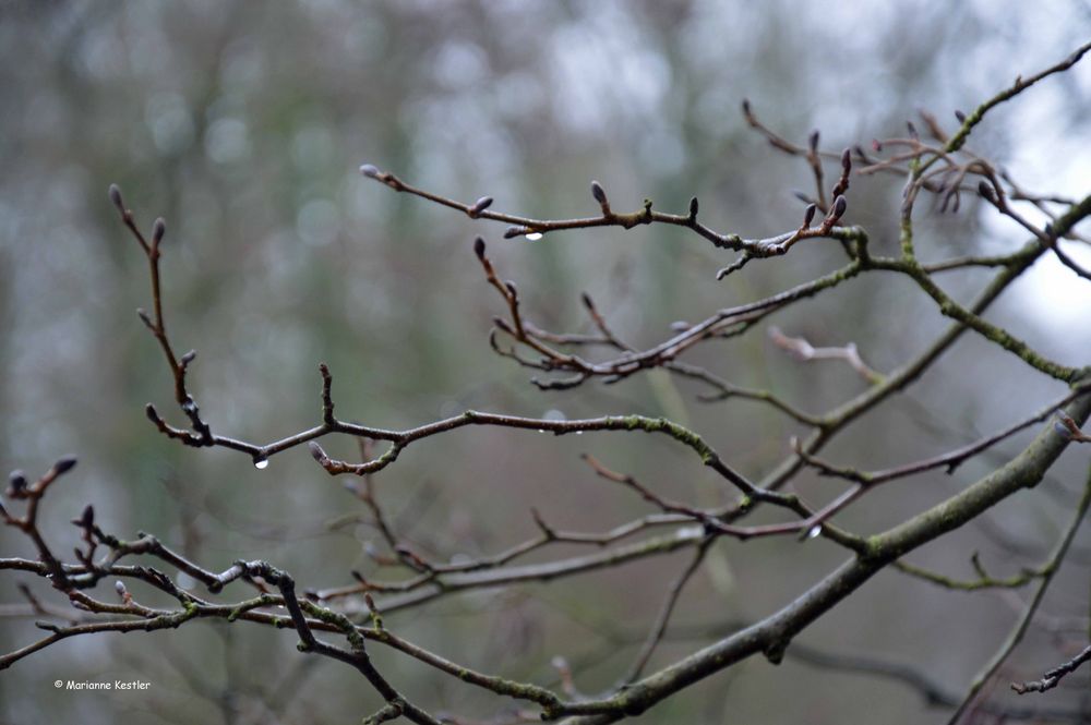 Vier Tage vor Weihnachten: Knospen