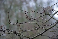 Vier Tage vor Weihnachten: Knospen