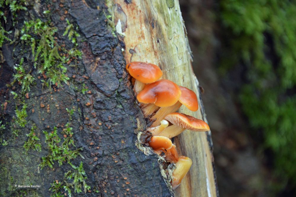 Vier Tage vor Weihnachten: Pilze